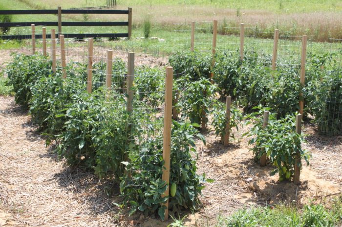 Diy tomato plant supports